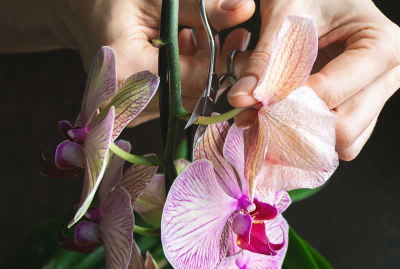 coupez les fleurs fanées des orchidées
