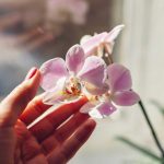 fleurir une orchidée