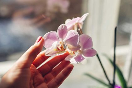 fleurir une orchidée