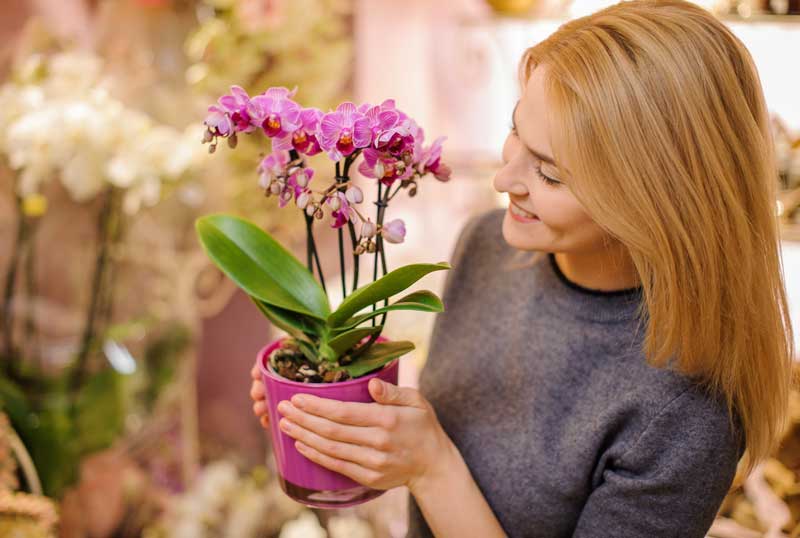choisir le bon pot pour une orchidée