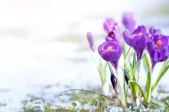 les crocus sont des fleurs qui fleurissent en hiver